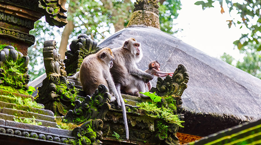 Monkey forest ubud in Bali, top 10 things to do in Bali