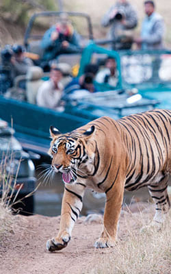 Ranthambore